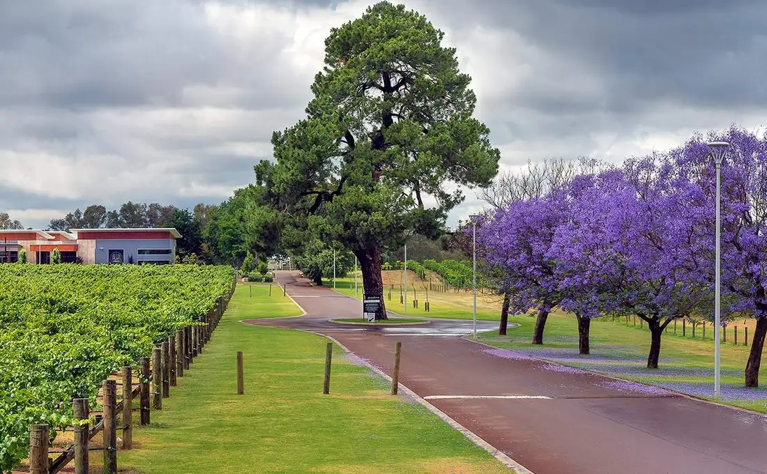 The tree-lined drive into Mandoon Estate, vineyard on one side and jacarandas in purple bloom on the other